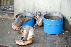 おびひろ動物園のサル山に「水風呂」登場　暑さ対策、豪快に「ザブ～ン！」