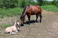 今月１日に生まれたばかりの乗用馬の子馬（左）に寄り添う母馬（右）