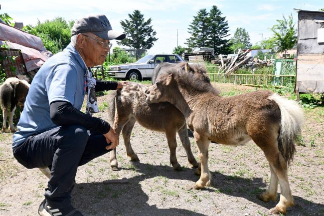出産ラッシュに沸く 葛岡牧場の動物 音更 | 十勝毎日新聞電子版