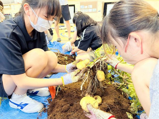 ジャガイモ栽培からポテチ調理まで体験　カルビーが食農教育開発　都内小学校で試行