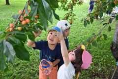 さくらんぼ狩りに笑顔　帯広富士保育所～こぼれ話