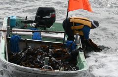 海中からコンブを引き上げる漁業者（１３日午前６時４０分ごろ、広尾町）