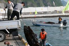 採りコンブ漁の陸揚げ作業（１３日午前６時５分ごろ、広尾町）
