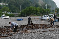 砂利が敷き詰められた干場での天日干し作業（１３日午前６時２０分ごろ、広尾町）