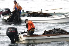 海中からコンブを引き上げる漁業者（１３日午前６時３０分ごろ、広尾町）