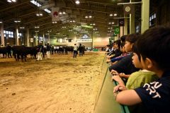 アグリアリーナで行われた「第５４回十勝総合畜産共進会」を見学する下音更小の児童ら
