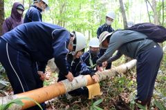 シラカバの樹皮を採取する生徒たち