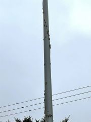 池田保育園敷地内の柱に付着したマイマイガ（同保育園提供）