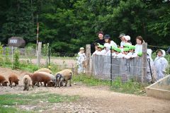 餌を食べる子ブタを見学する園児ら