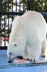 「海の日」に氷のプレゼント　おびひろ動物園 2