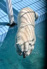 「海の日」に氷のプレゼント　おびひろ動物園 3