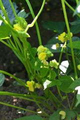 黄色い花を咲かせる赤系小豆「きたろまん」