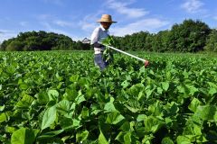 暑さを避け、早朝から畝間を歩いて防除に励む河野さん