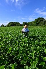 暑さを避け、早朝から畝間を歩いて防除に励む河野さん