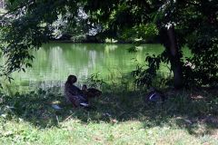 緑ケ丘公園の木陰で涼む鳥（２４日午前１０時半ごろ）