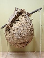 スズメバチ「刺激しないで」　威嚇されたら静かに後退を