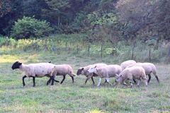 広々とした牧草地で放牧されているヒツジ
