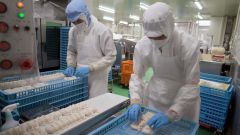 豚肉ショック再び　今年も過去最高水準に　枝肉キロ７７０円、関係者悩ます