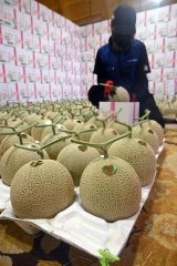 芳醇な香りと甘さ、今年も　「帯広メロン」出荷ピーク