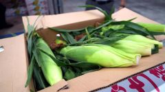 出荷されるトウモロコシ、味も実の付き方も良好だが、猛暑で出荷時期が早まっているという