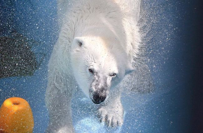おびひろ動物園ホッキョクグマ～ピンときた！