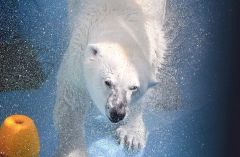 おびひろ動物園ホッキョクグマ～ピンときた！
