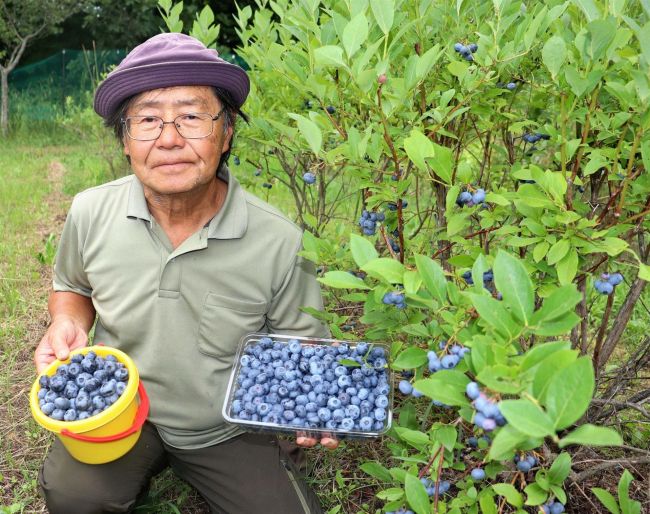 「最高の味」ブルーベリー狩り　清水のいずみ園、８月１５日ごろまで
