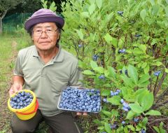 「最高の味」ブルーベリー狩り　清水のいずみ園、８月１５日ごろまで