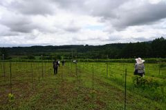 ブドウ畑で障害者が農作業とアート体験　農業福祉アート連携のＡＣＭ 5