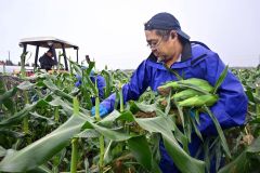 スイートコーンを手もぎで次々と収穫していく河口さん（芽室町新大和、５日午前６時２０分ごろ）