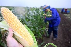 雨が降る中、手作業で次々と収穫されるスイートコーン（芽室町新大和、５日午前６時３０分ごろ）