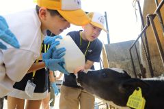 豊頃で子牛への哺乳体験に挑戦する相馬市の児童