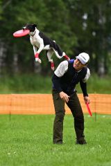 空中でディスクをキャッチする競技犬（須貝拓也撮影）