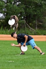 空中でディスクをキャッチする競技犬（須貝拓也撮影）