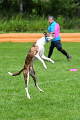 空中でディスクをキャッチする競技犬（須貝拓也撮影）
