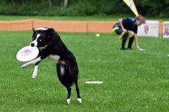 空中でディスクをキャッチする競技犬（須貝拓也撮影）