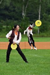 空中でディスクをキャッチする競技犬（須貝拓也撮影）