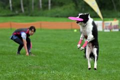 空中でディスクをキャッチする競技犬（須貝拓也撮影）