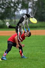 空中でディスクをキャッチする競技犬（須貝拓也撮影）