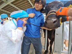 聴診器で牛の心音をチェック体験　新得・畜試で公開デー