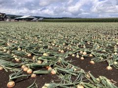 農業被害大きく　８日の「ひょう」