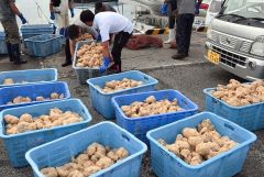 広尾沖に放流されたエゾバイツブの卵塊（１４日午前８時１０分ごろ、十勝港の漁港エリア）