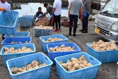 広尾沖に放流されたエゾバイツブの卵塊（１４日午前８時１０分ごろ、十勝港の漁港エリア）