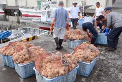 網に入れられ、広尾沖に放流されたエゾバイツブの卵塊（１４日午前８時２０分ごろ、十勝港の漁港エリア）