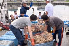 網に入れられ、広尾沖に放流されたエゾバイツブの卵塊（１４日午前８時２０分ごろ、十勝港の漁港エリア）