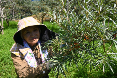熟す前に実を落としたシーベリーの木を見て暗い表情の酒井さん