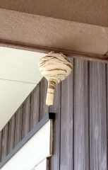 ハチの巣駆除　自治体で対応にばらつき