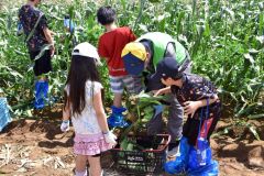 会員と収穫に取り組む子どもたち