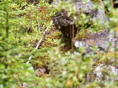 吹き出す冷気、希少な動物　鹿追・然別風穴地帯～夏にひんやり（３）