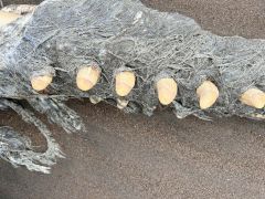 浦幌町直別の海岸に漂着したマッコウクジラの歯（浦幌町立博物館提供）